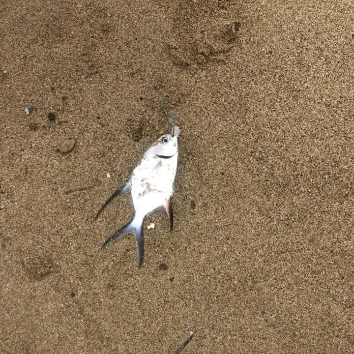 The most recent Palometa catches on Fishbrain