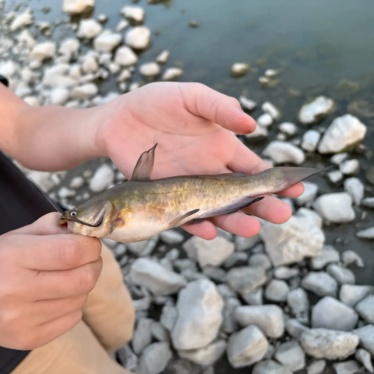 Yellow bullhead caught on Fishbrain