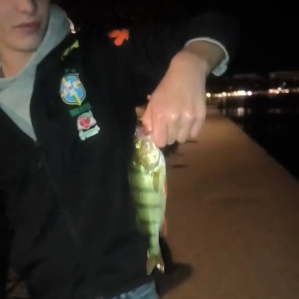 European perch caught on Fishbrain