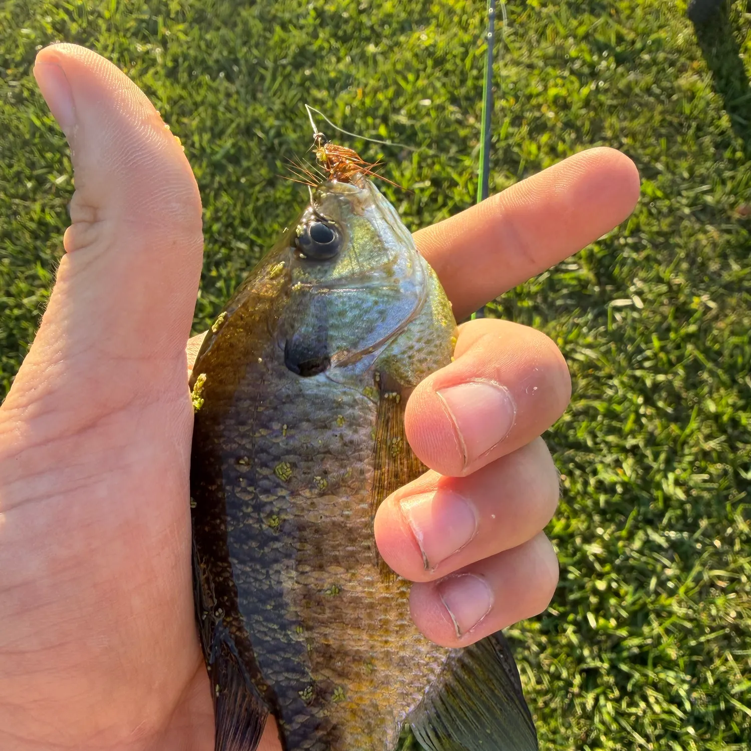 Bluegill caught on Fishbrain