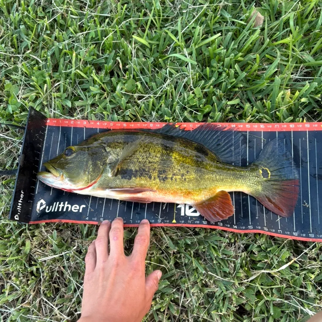 Butterfly peacock bass caught on Fishbrain