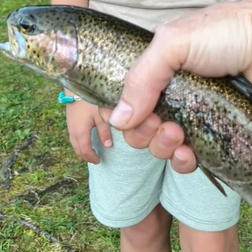 Rainbow trout caught on Fishbrain