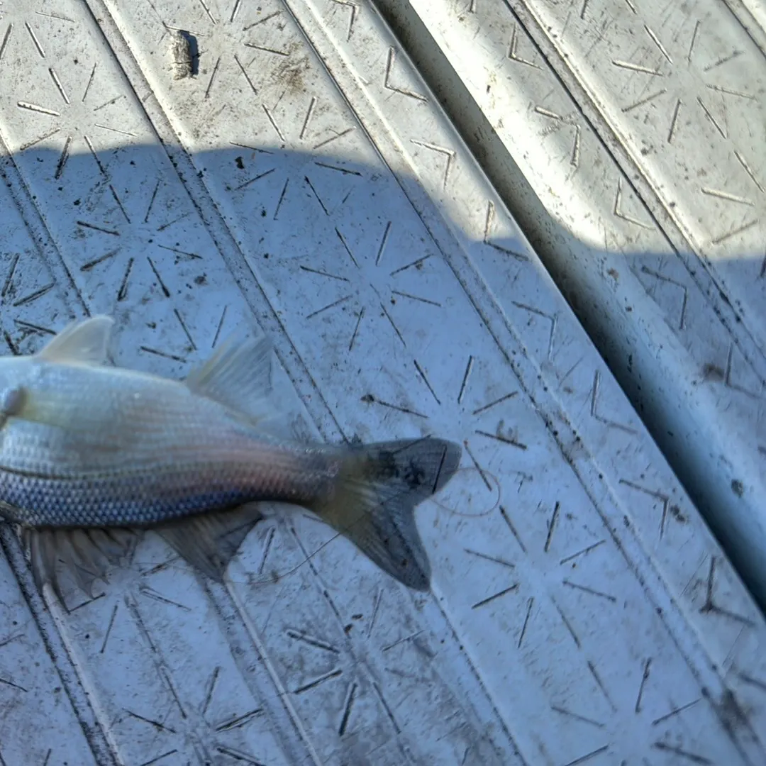 White perch caught on Fishbrain