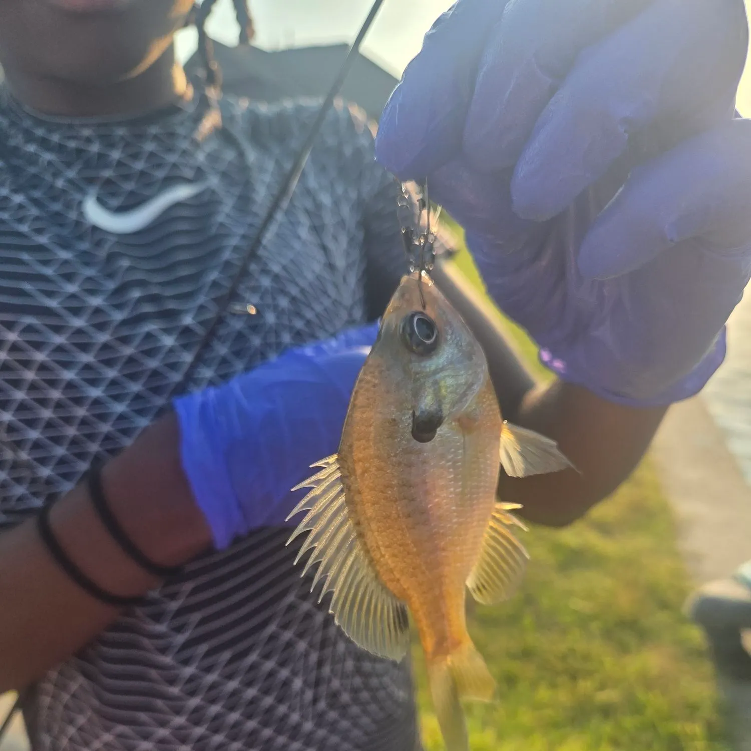 Redbreast sunfish caught on Fishbrain