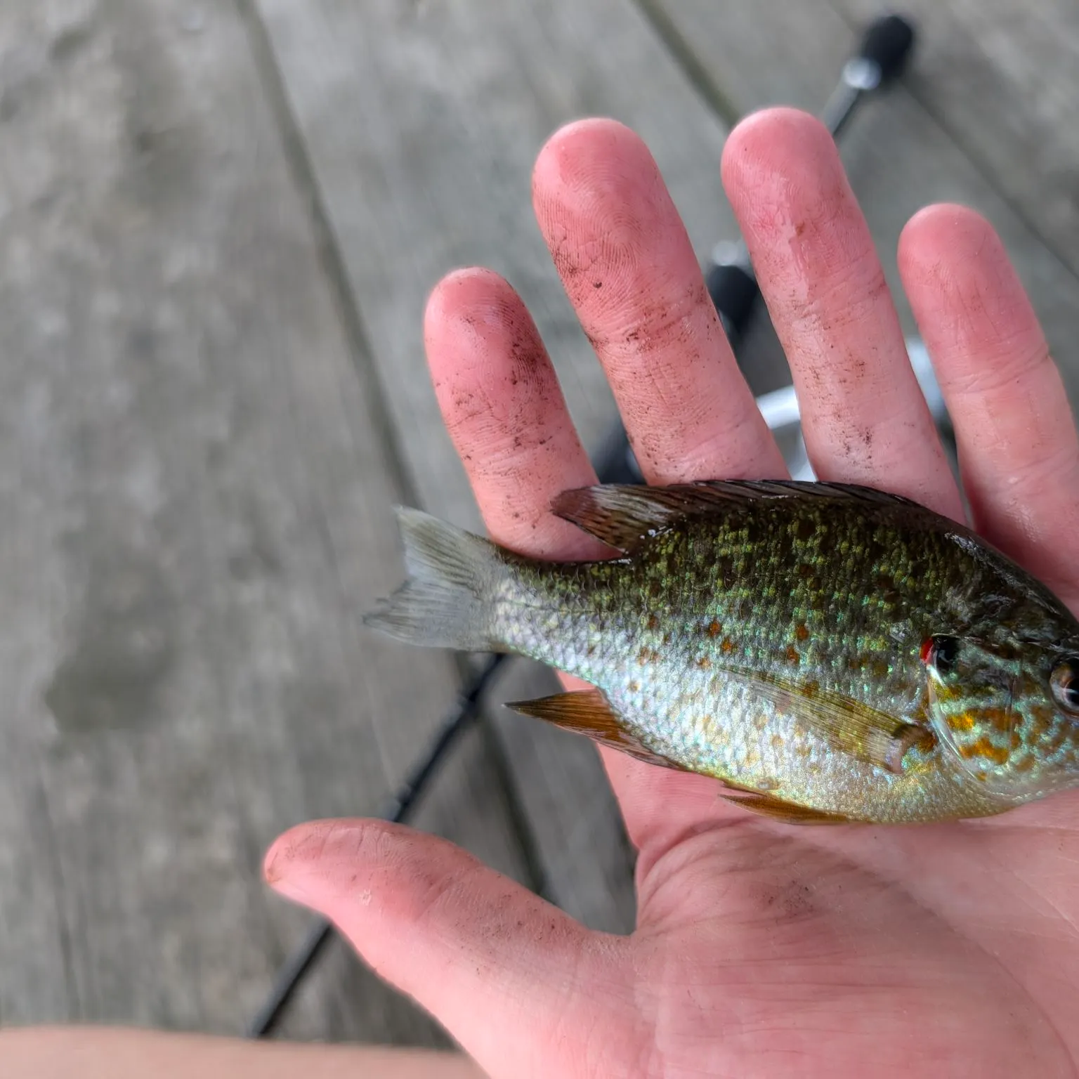 Pumpkinseed caught on Fishbrain