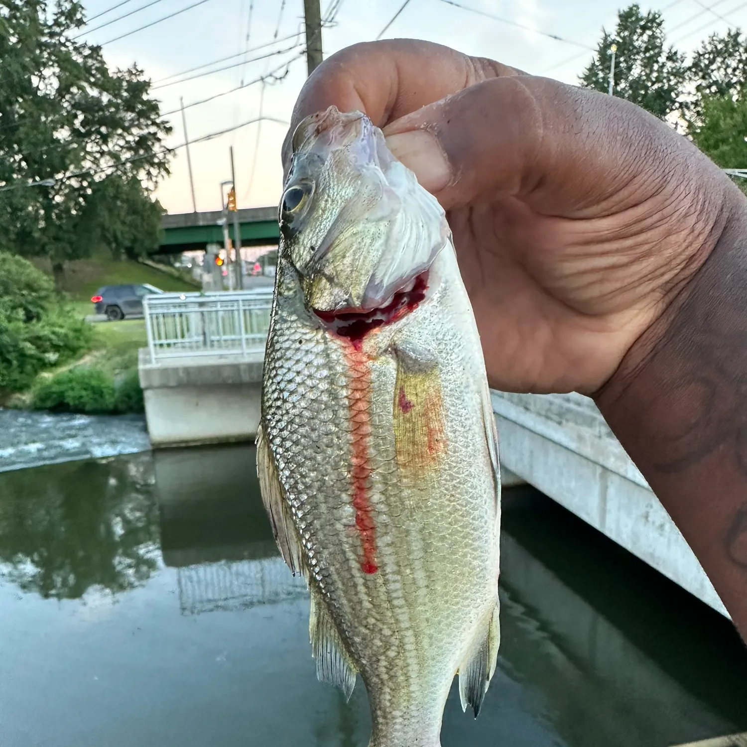 White perch caught on Fishbrain