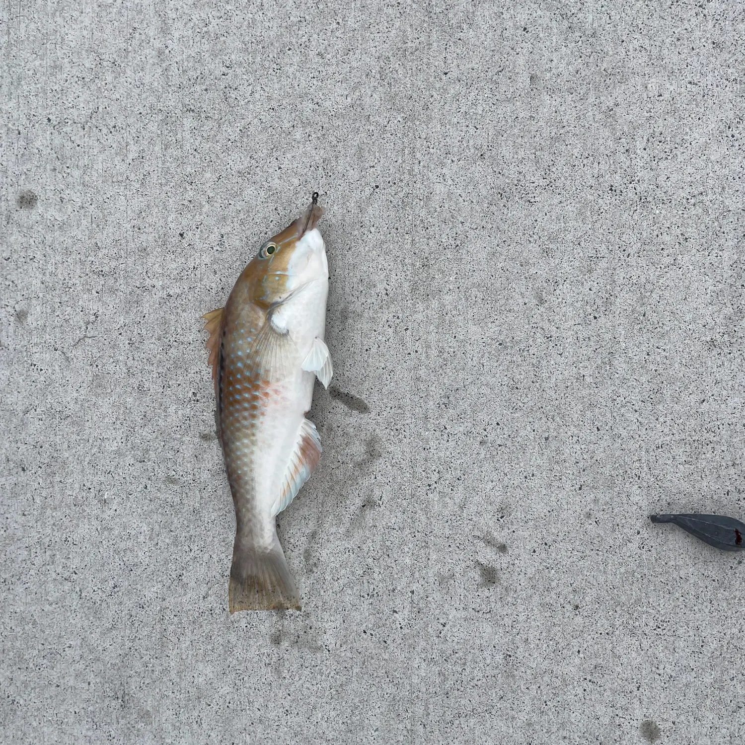 The most recent Spotty wrasse catches on Fishbrain