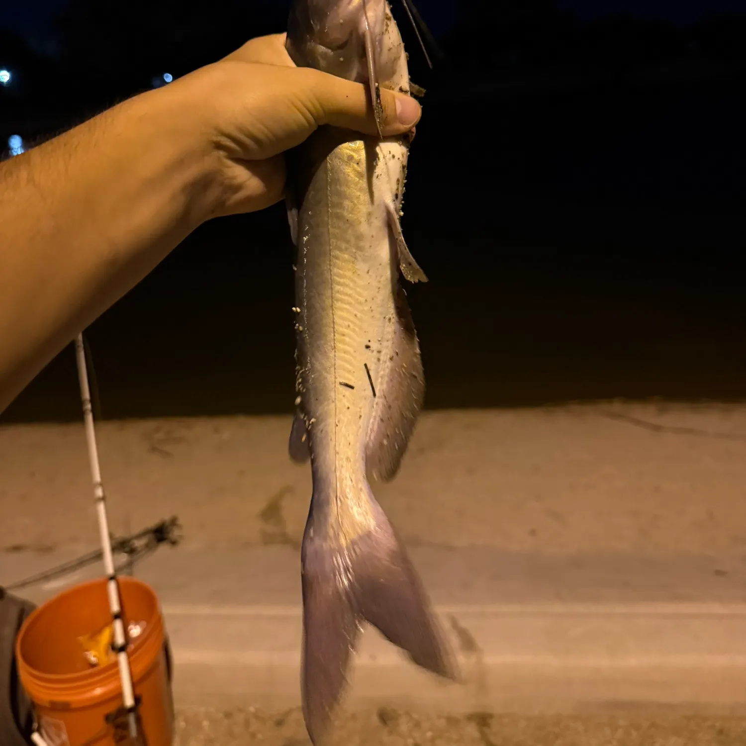 Channel catfish caught on Fishbrain