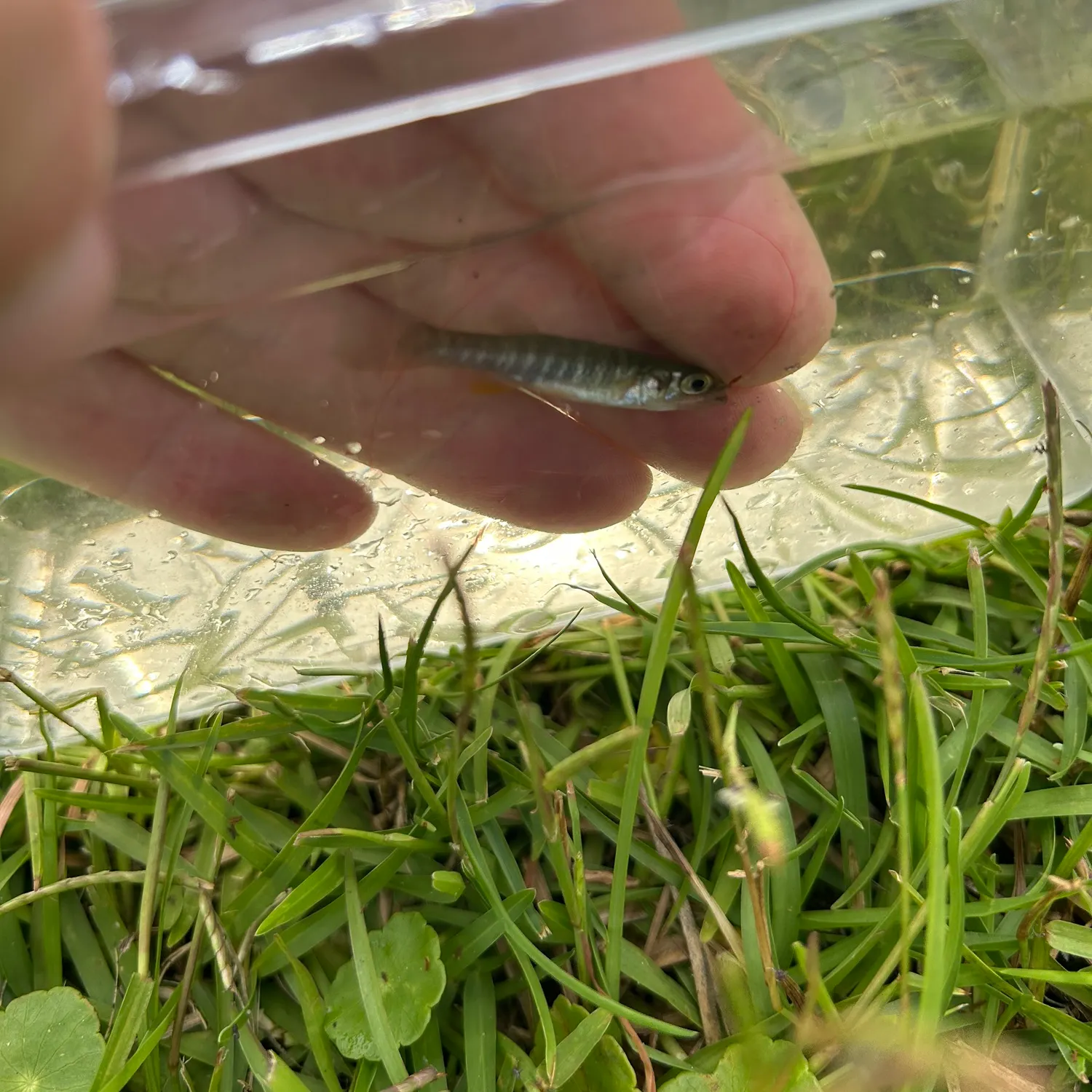 The most recent Gulf killifish catches on Fishbrain