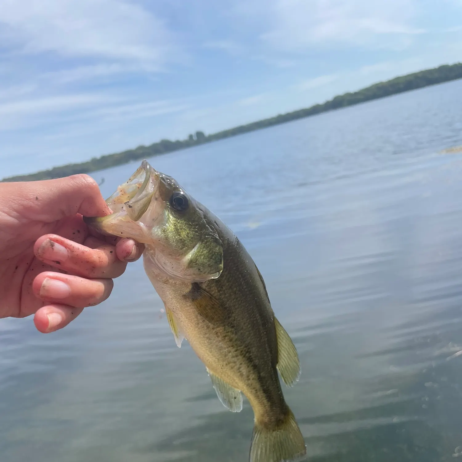 Largemouth bass caught on Fishbrain