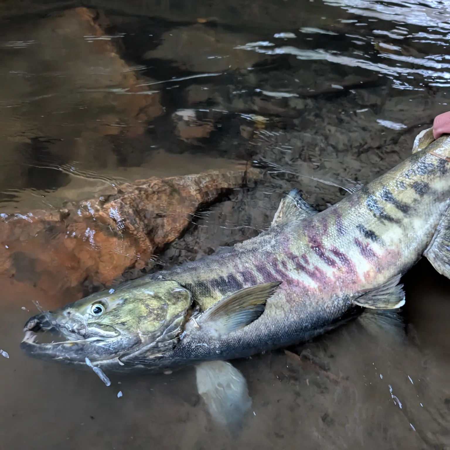 The most recent Chum salmon catches on Fishbrain