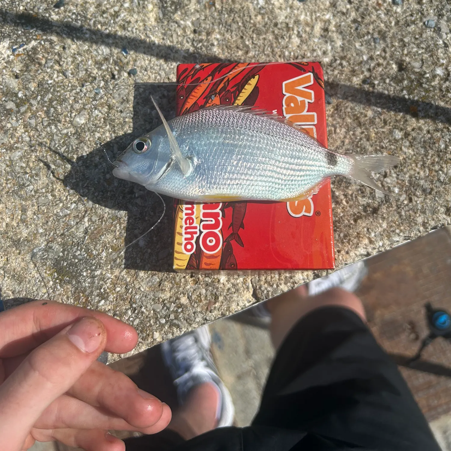 The most recent Annular seabream catches on Fishbrain