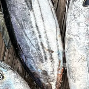 The most recent Skipjack tuna catches on Fishbrain