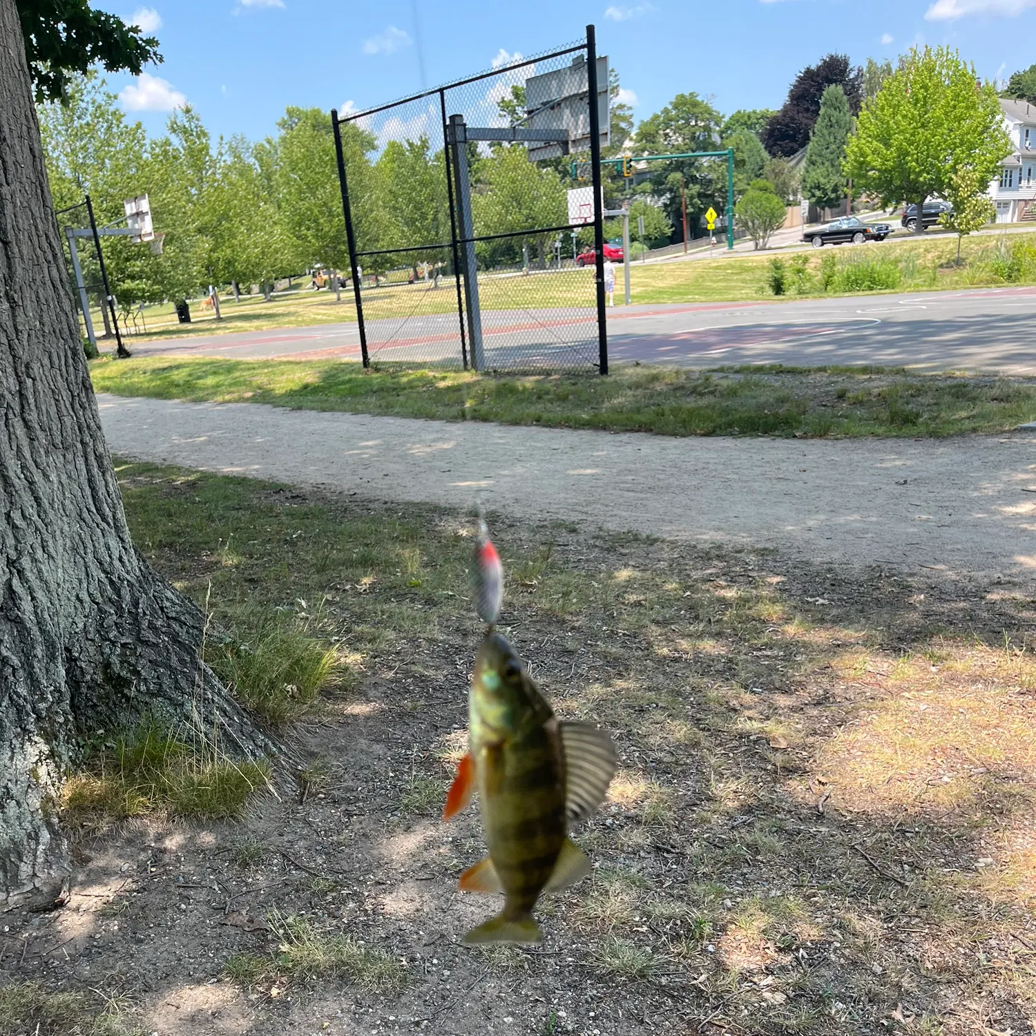 catch