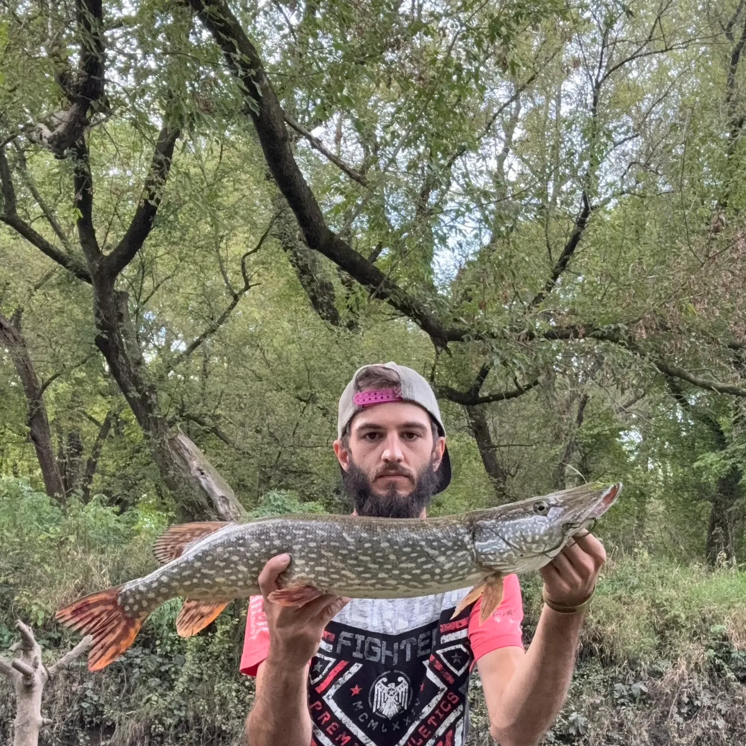 Northern pike caught on Fishbrain