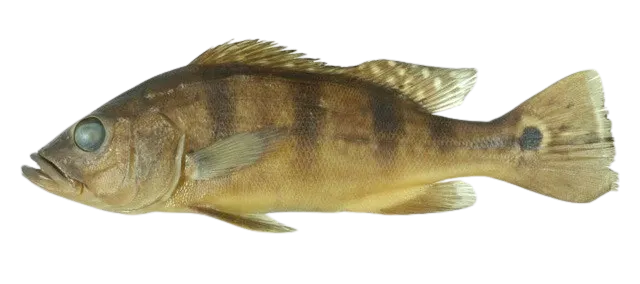 Monoculus peacock bass