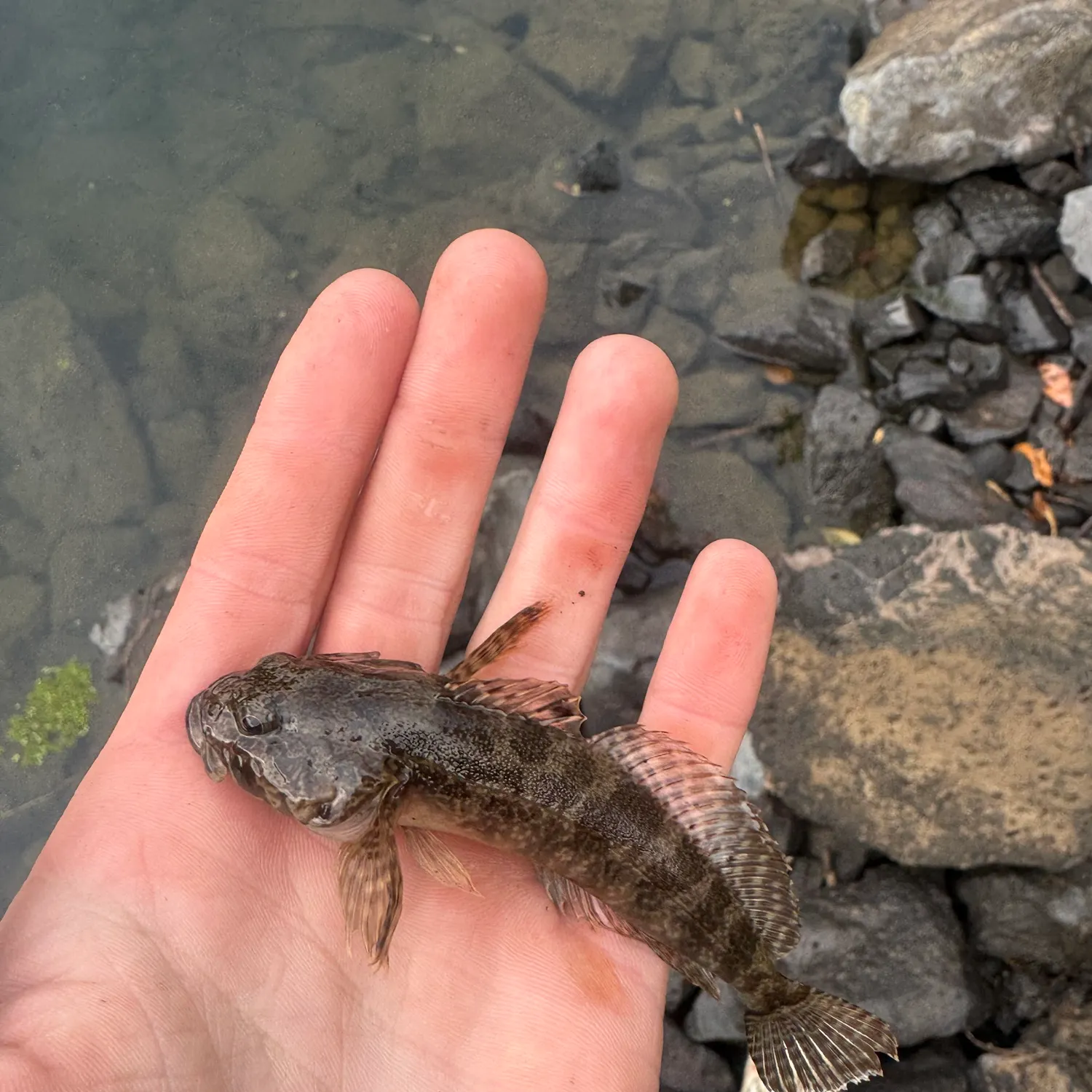 The most recent Mottled sculpin catches on Fishbrain