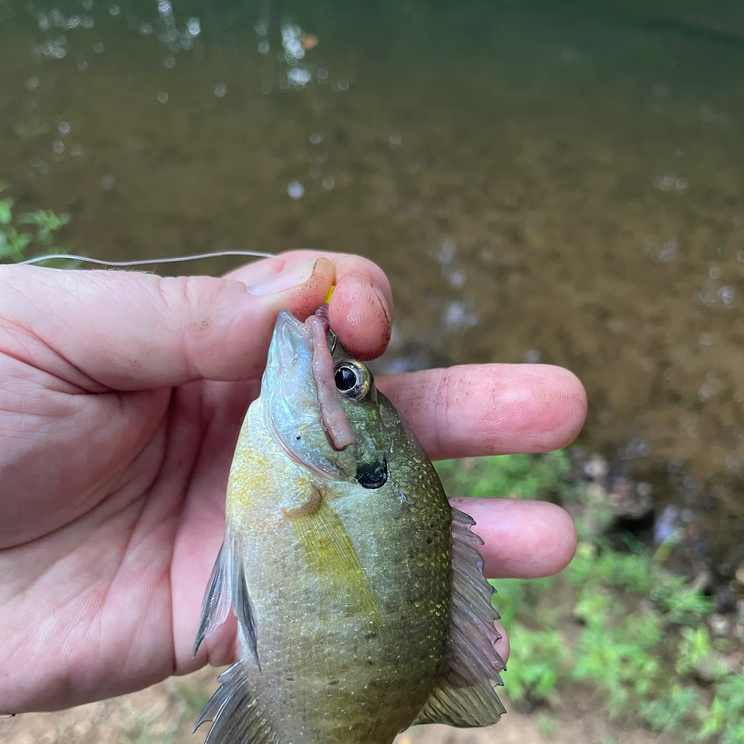 Bluegill caught on Fishbrain