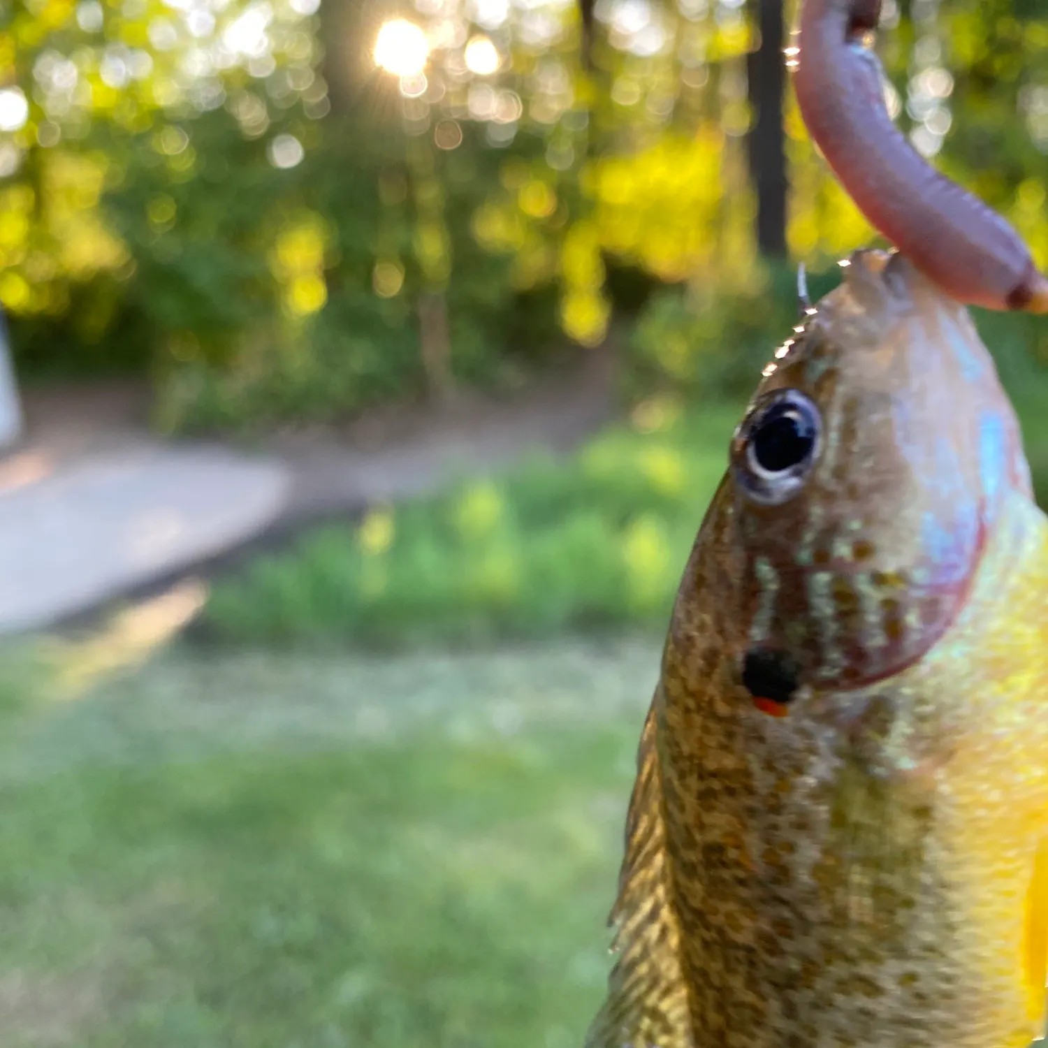 Pumpkinseed caught on Fishbrain