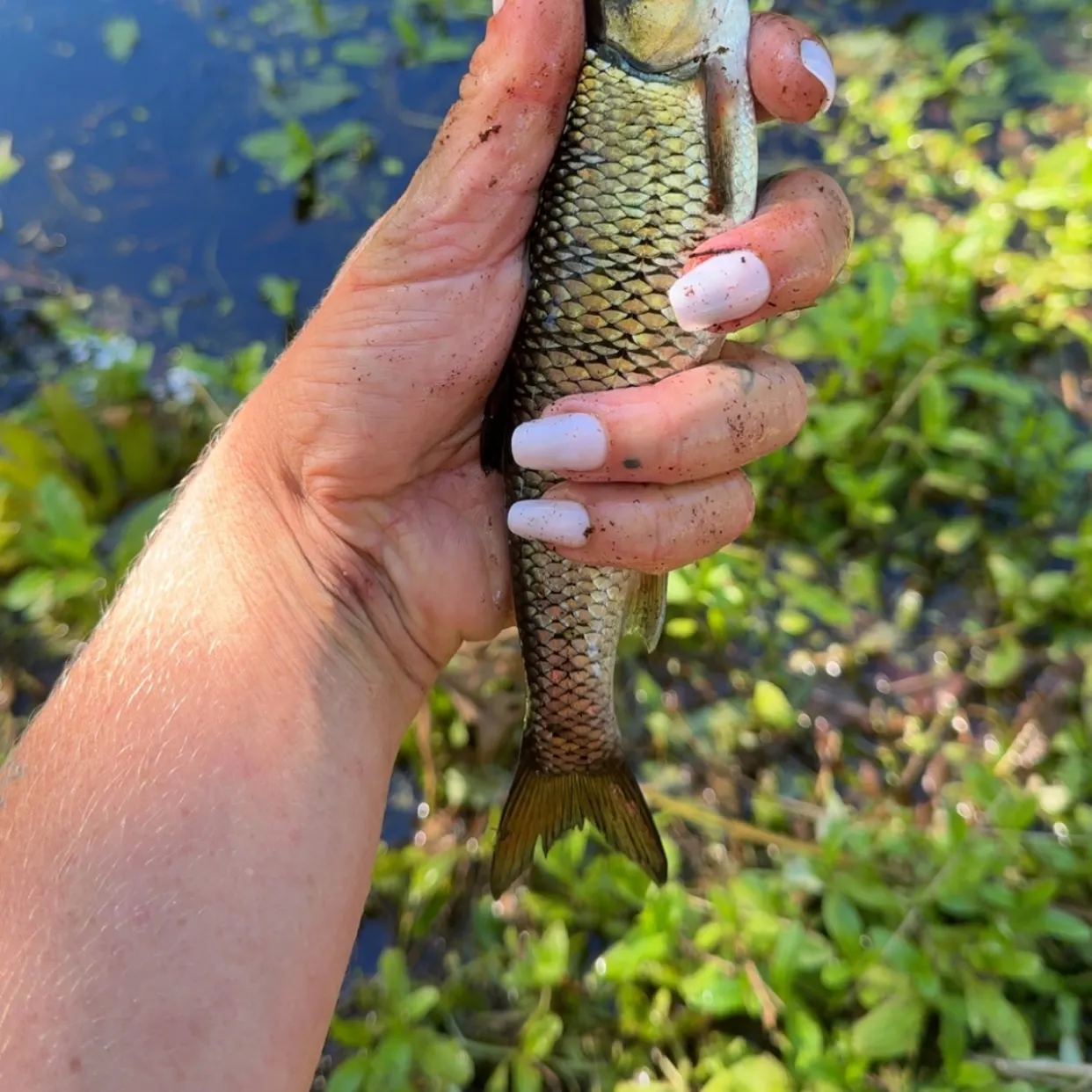 Fallfish caught on Fishbrain