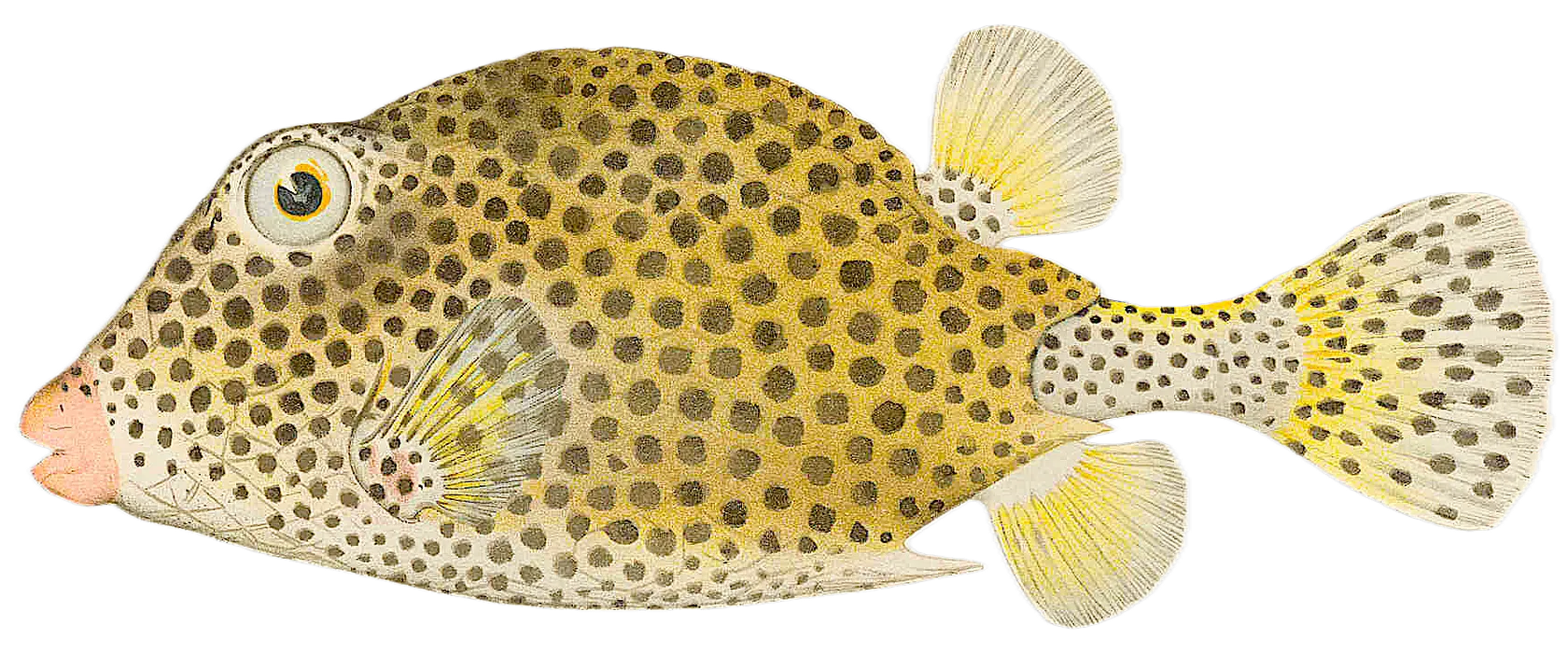 Spotted trunkfish