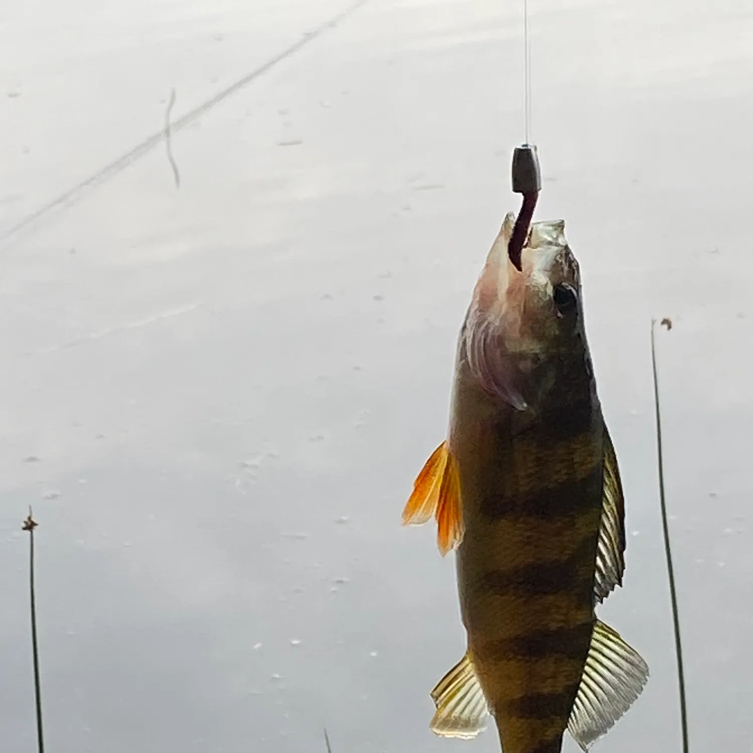 Yellow perch caught on Fishbrain