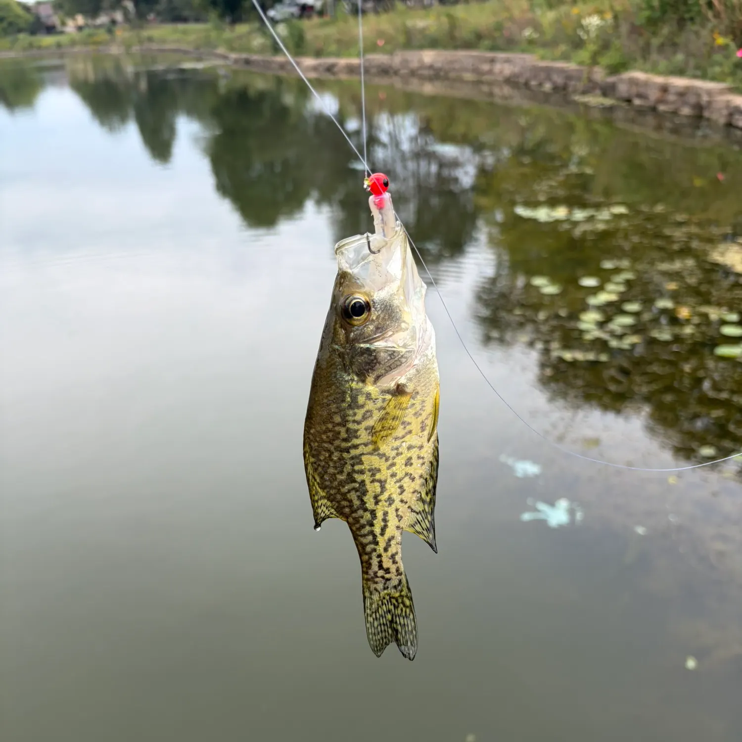 Black crappie caught on Fishbrain