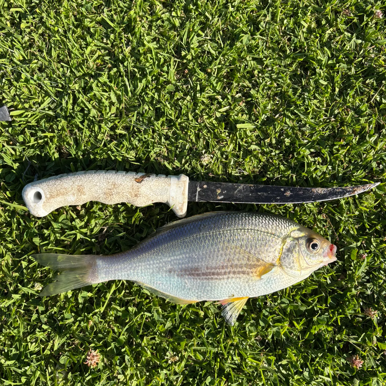 The most recent White seaperch catches on Fishbrain