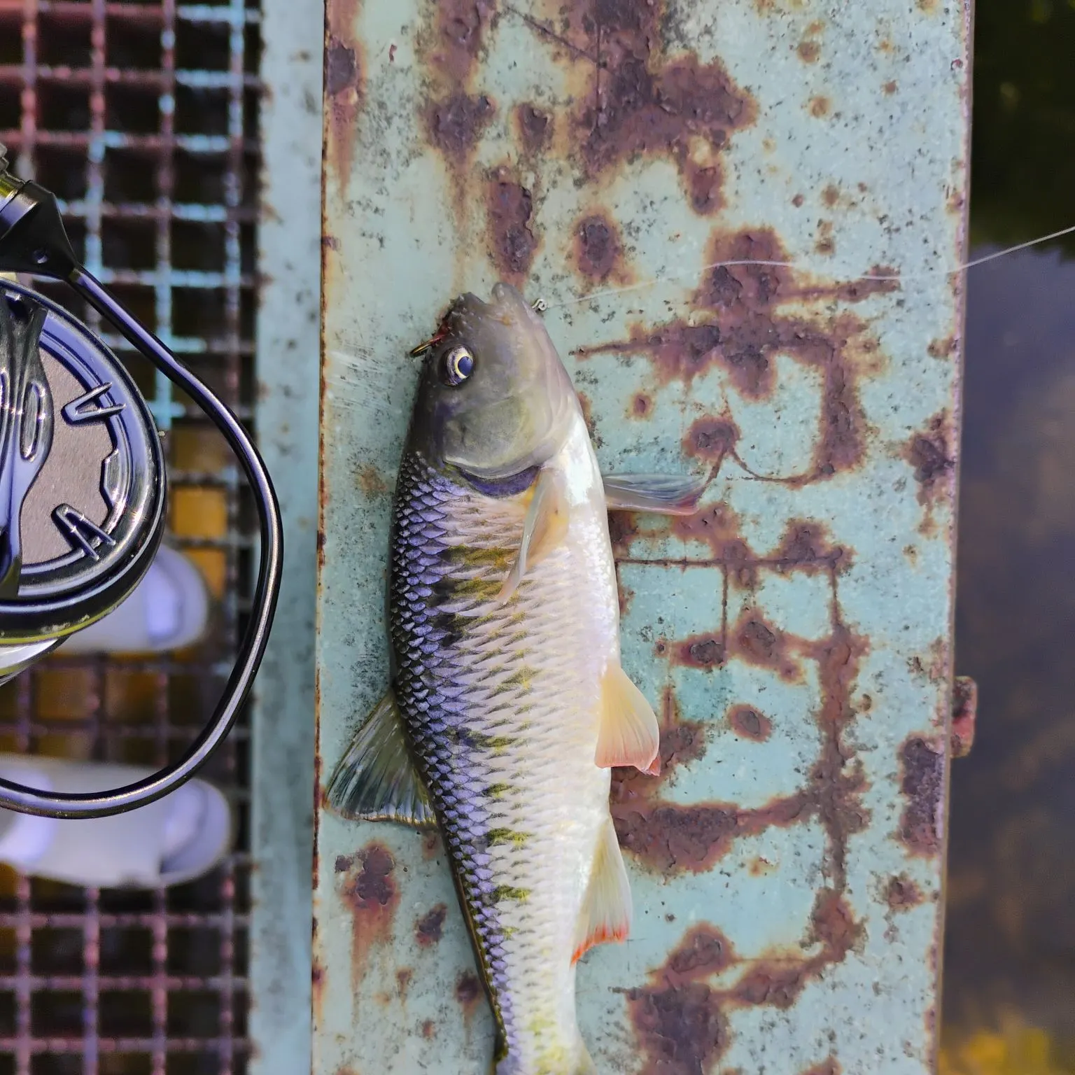 The most recent Bull chub catches on Fishbrain