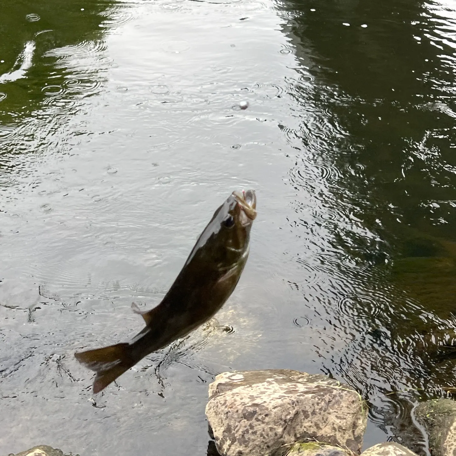 Smallmouth bass caught on Fishbrain