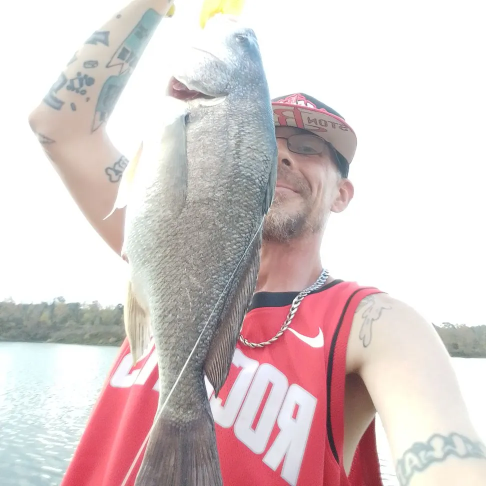 The most recent Freshwater drum catches on Fishbrain