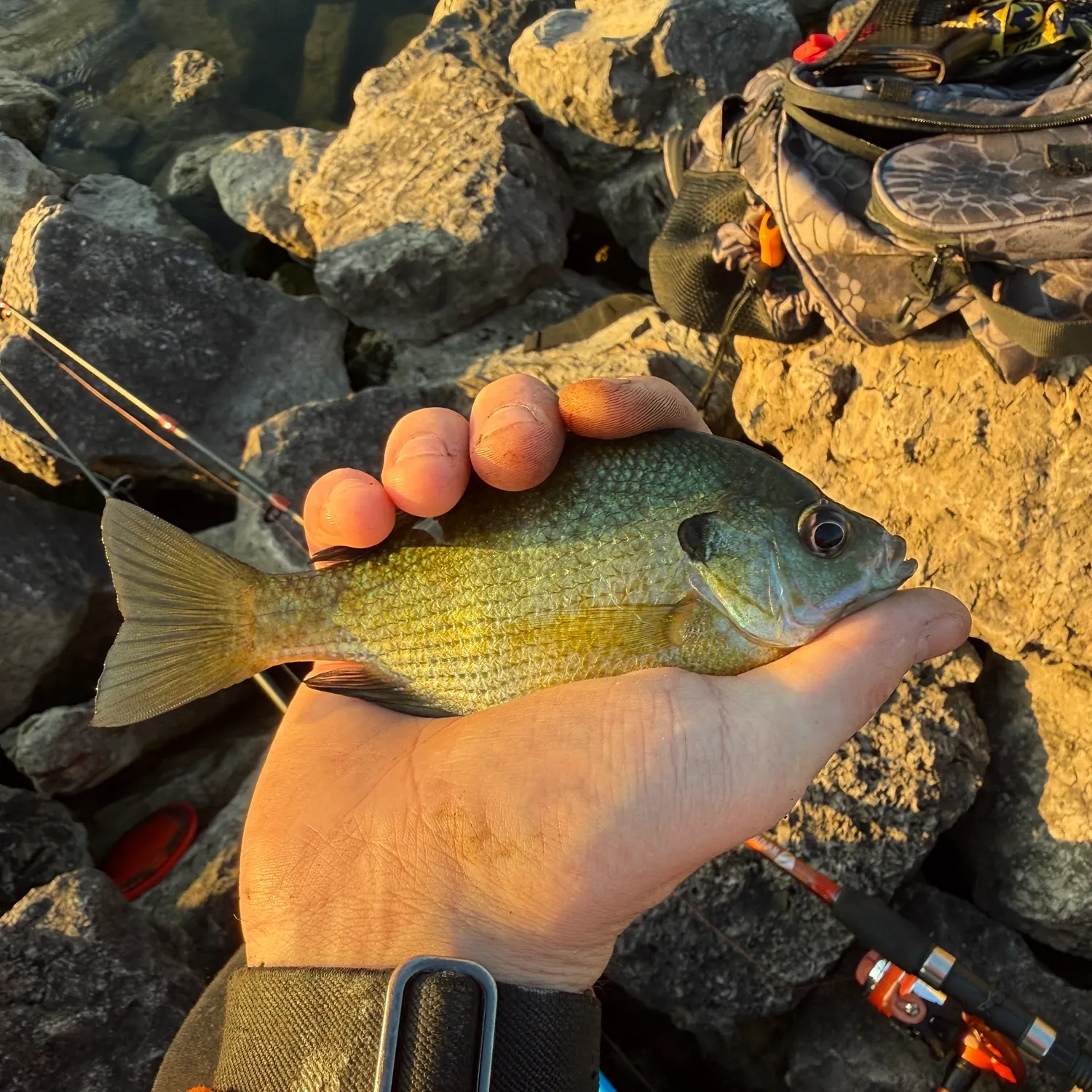 Bluegill caught on Fishbrain