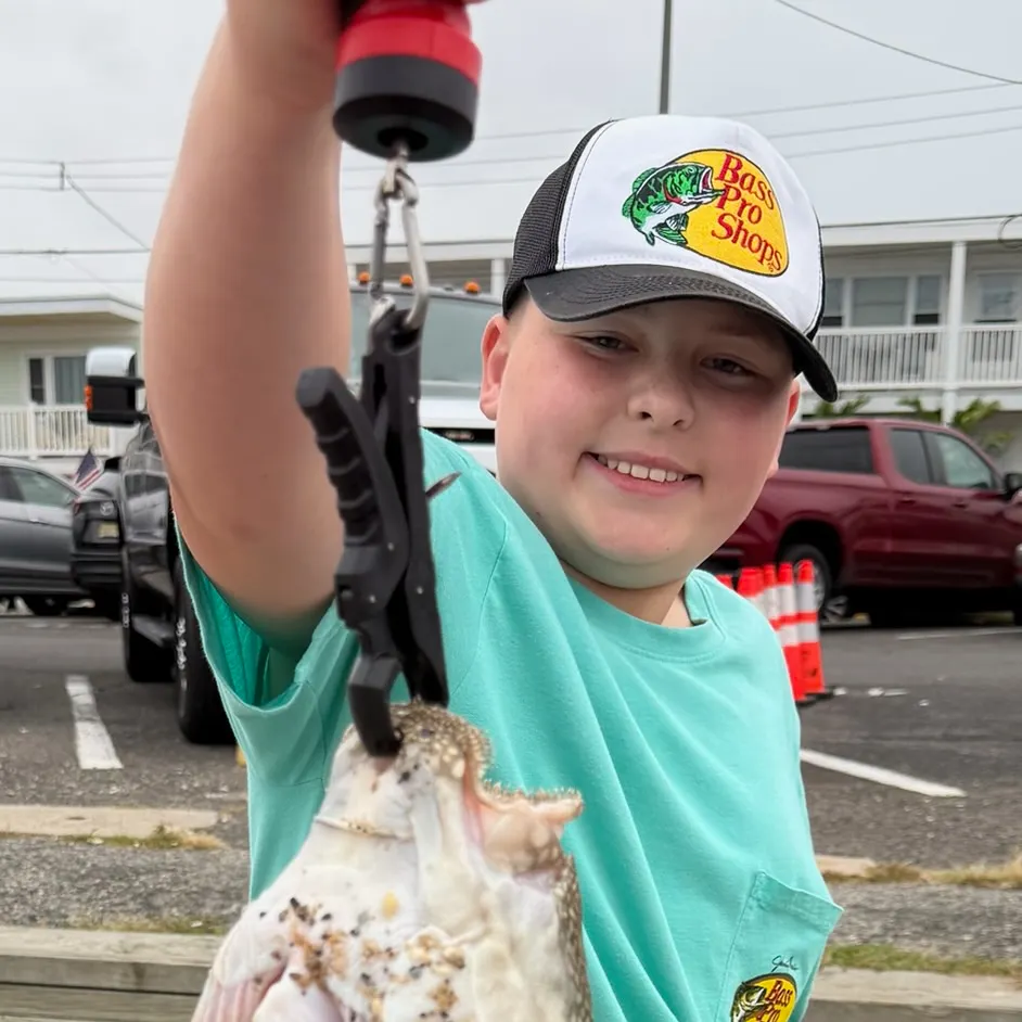 The most recent Northern stargazer catches on Fishbrain