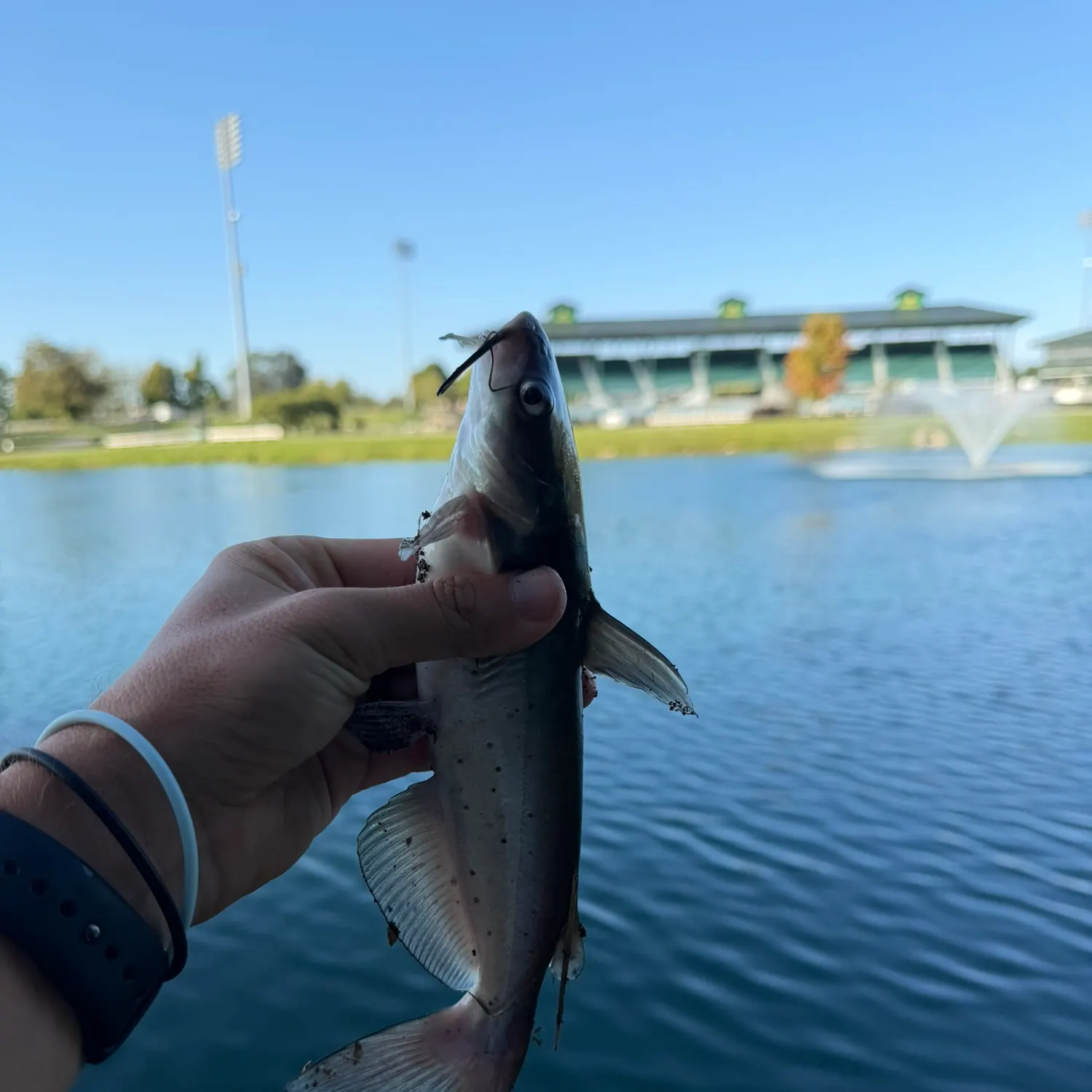 Channel catfish caught on Fishbrain