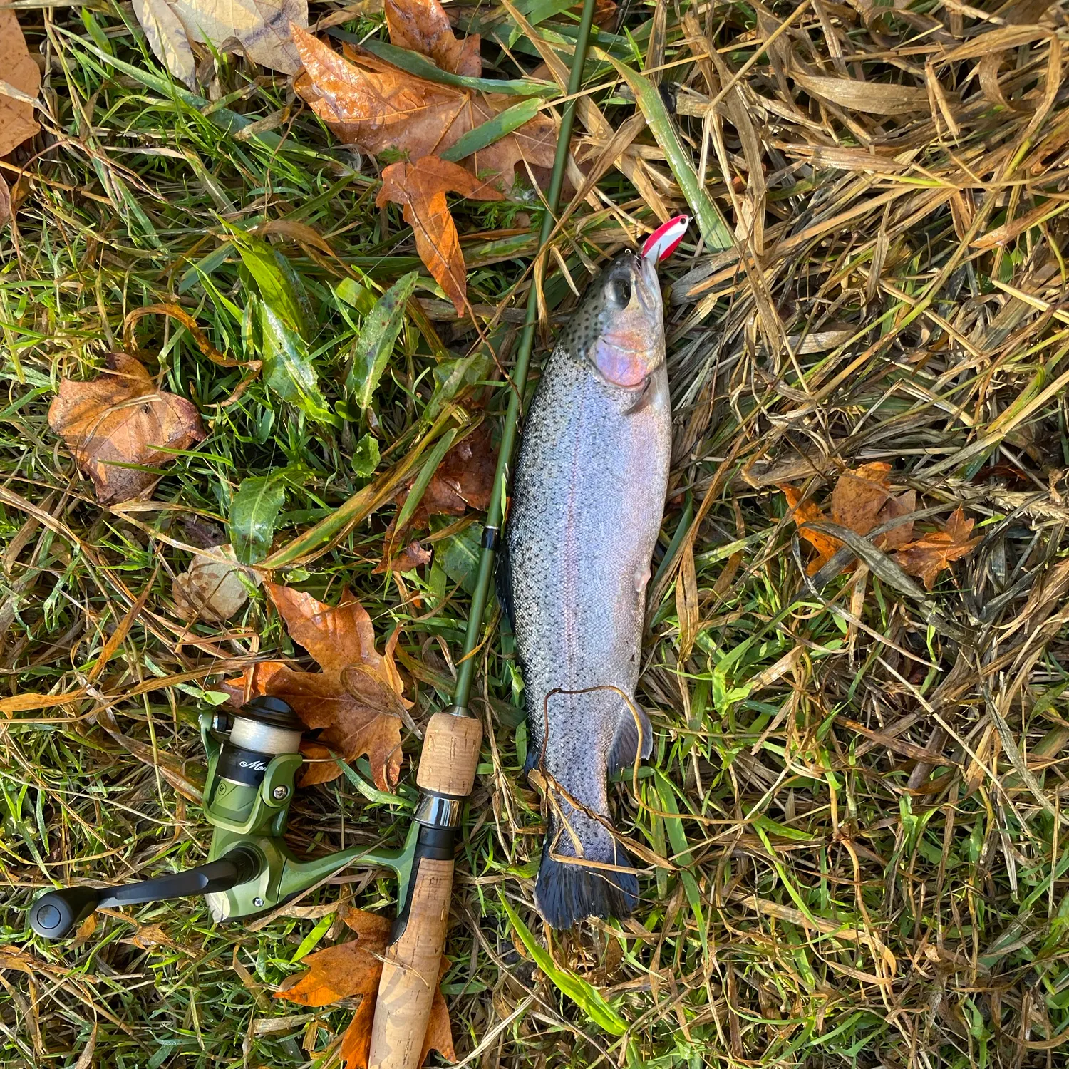 Rainbow trout caught on Fishbrain