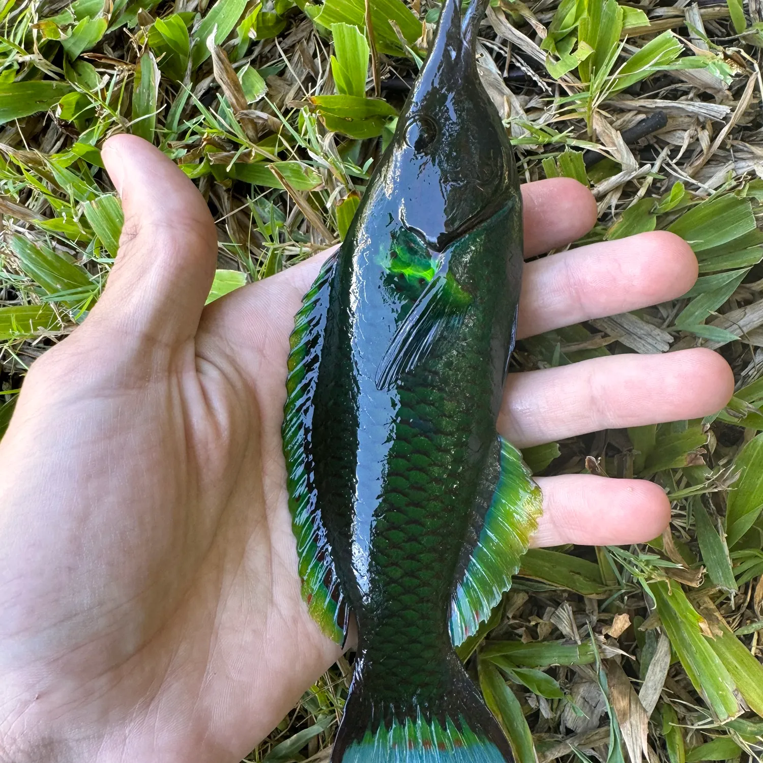The most recent Bird wrasse catches on Fishbrain