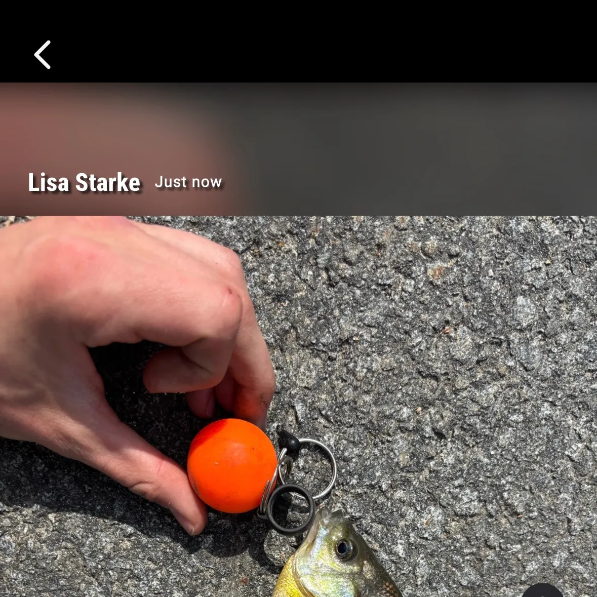 recently logged catches