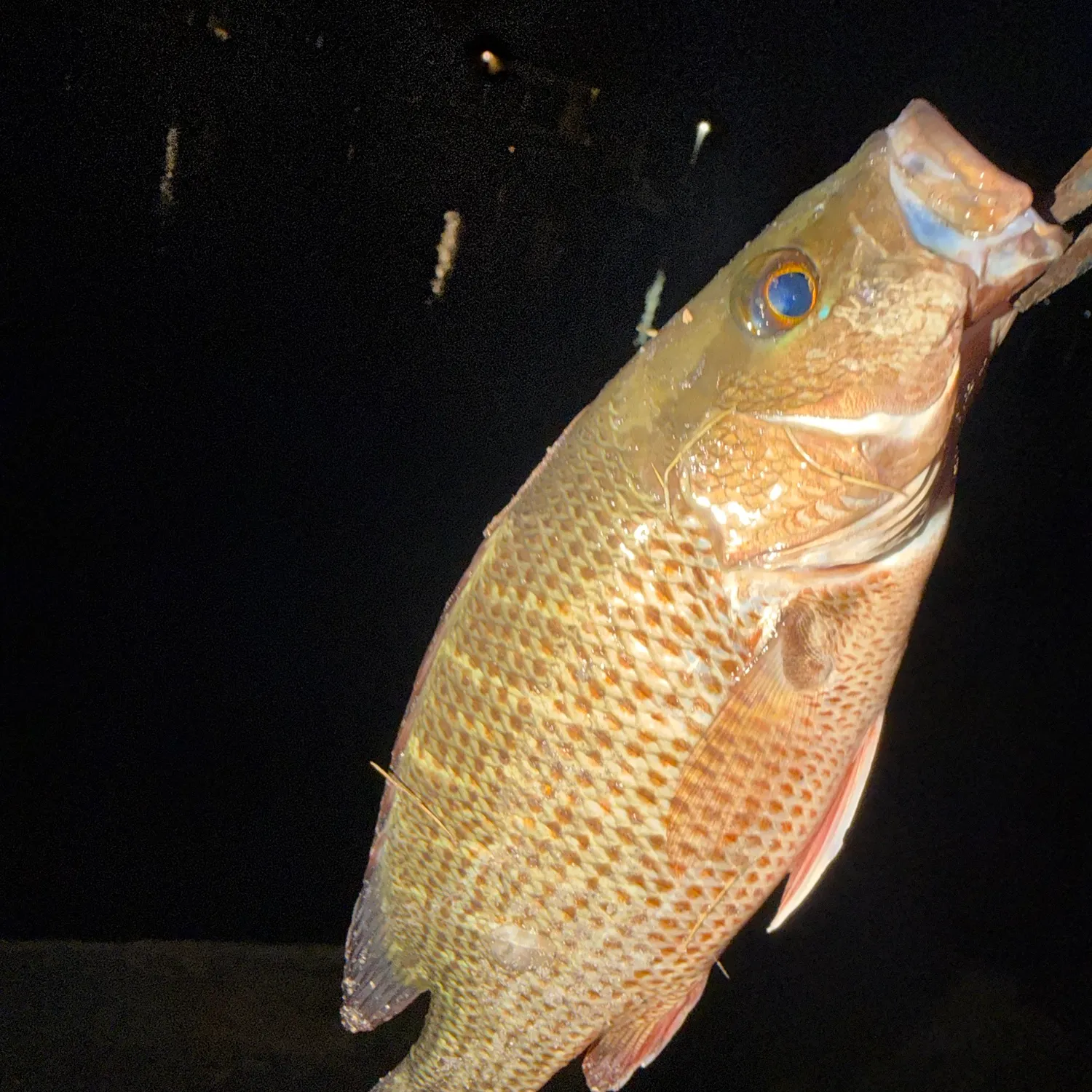 Mangrove snapper caught on Fishbrain
