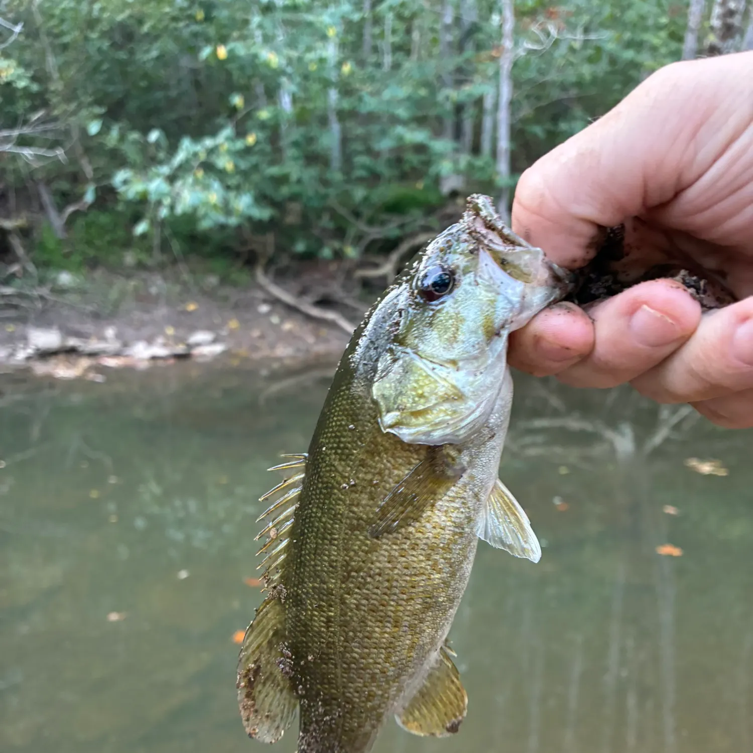 Smallmouth bass caught on Fishbrain