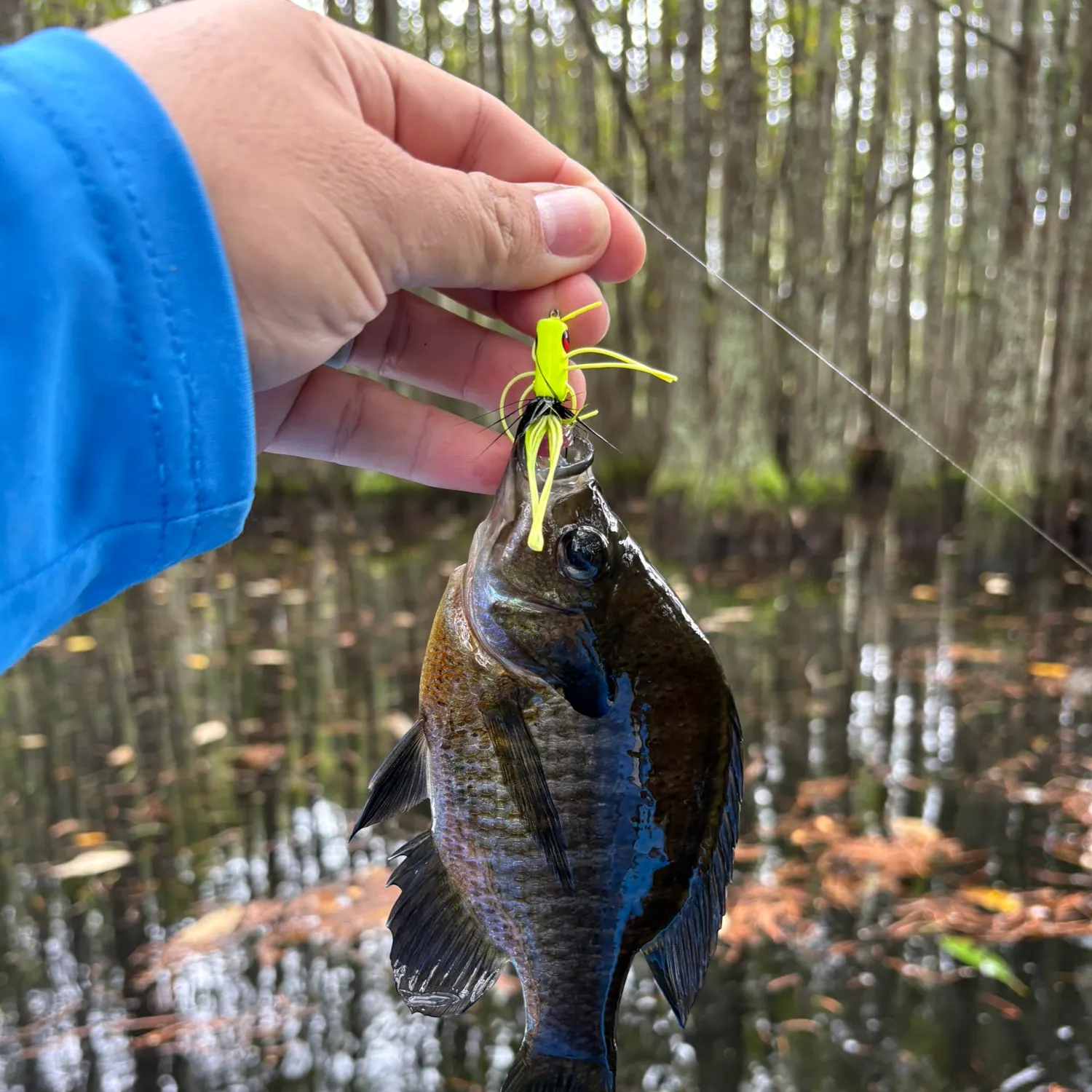 Bluegill caught on Fishbrain