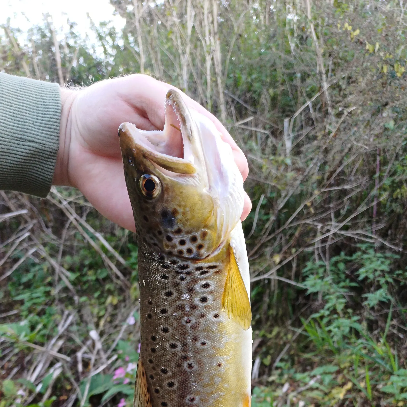 Brown trout caught on Fishbrain