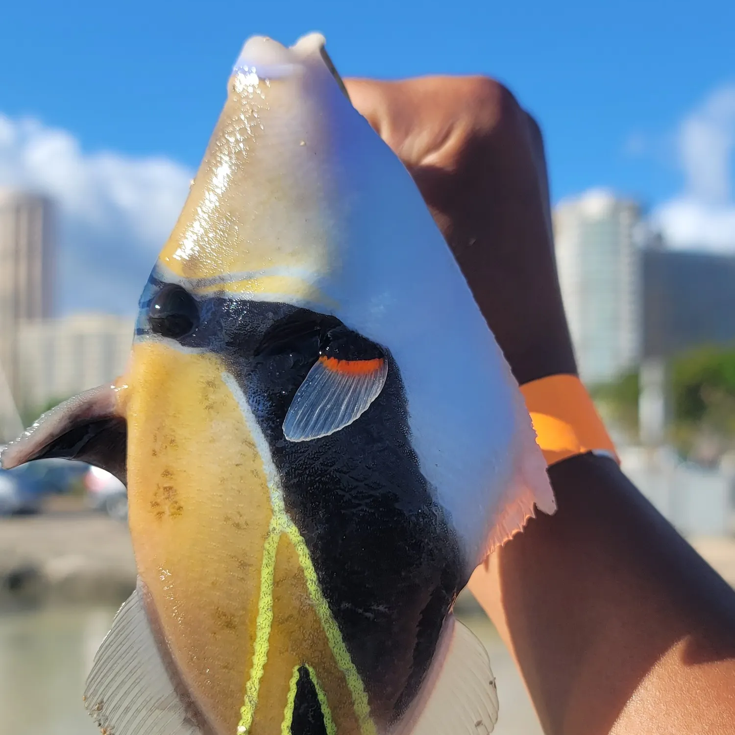 catch