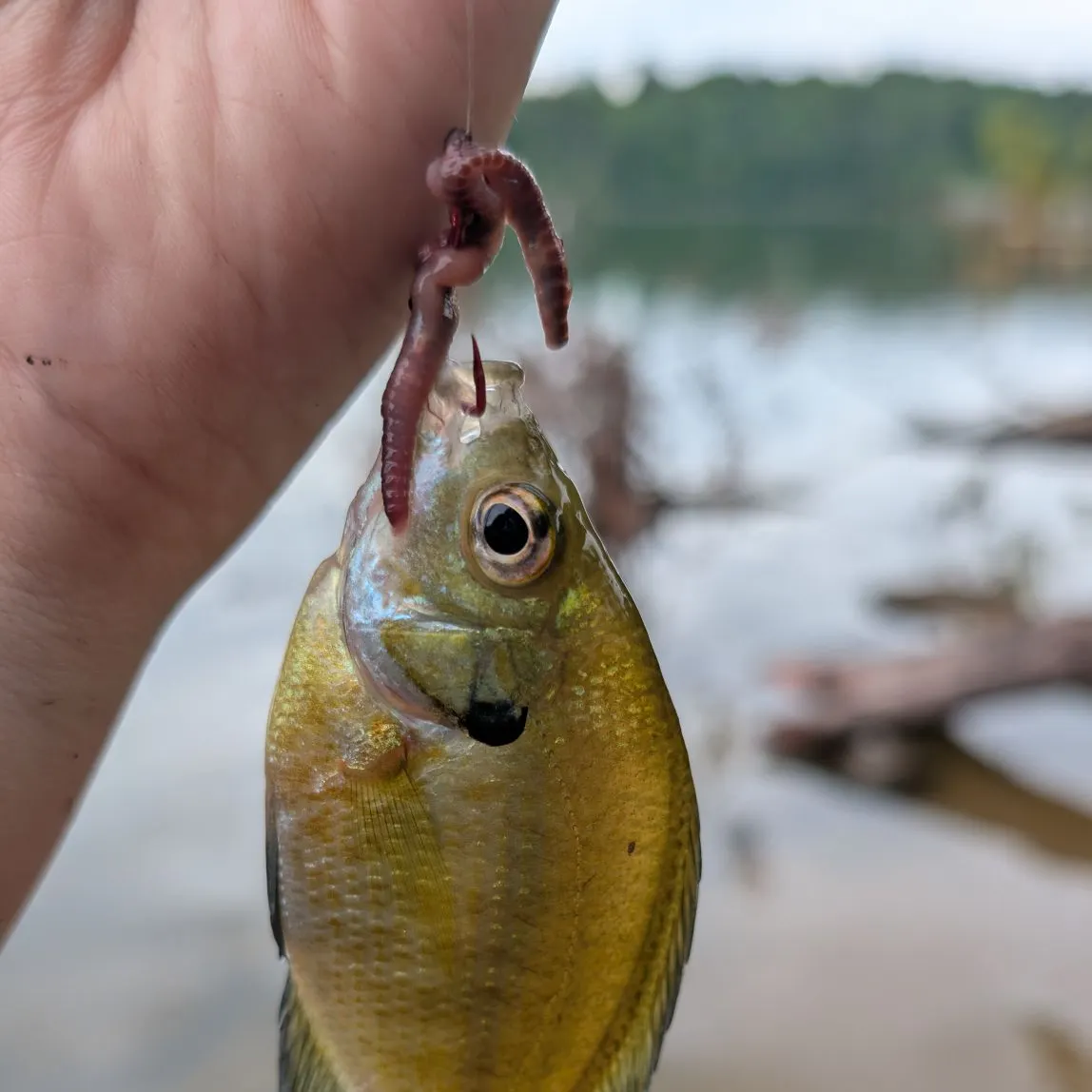 The most recent Spotted sunfish catches on Fishbrain