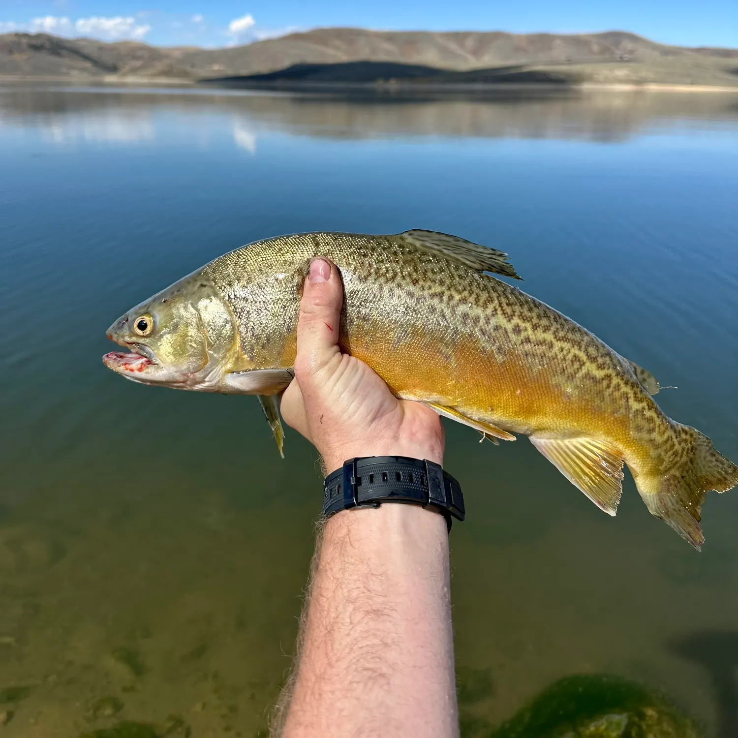 Tiger trout caught on Fishbrain