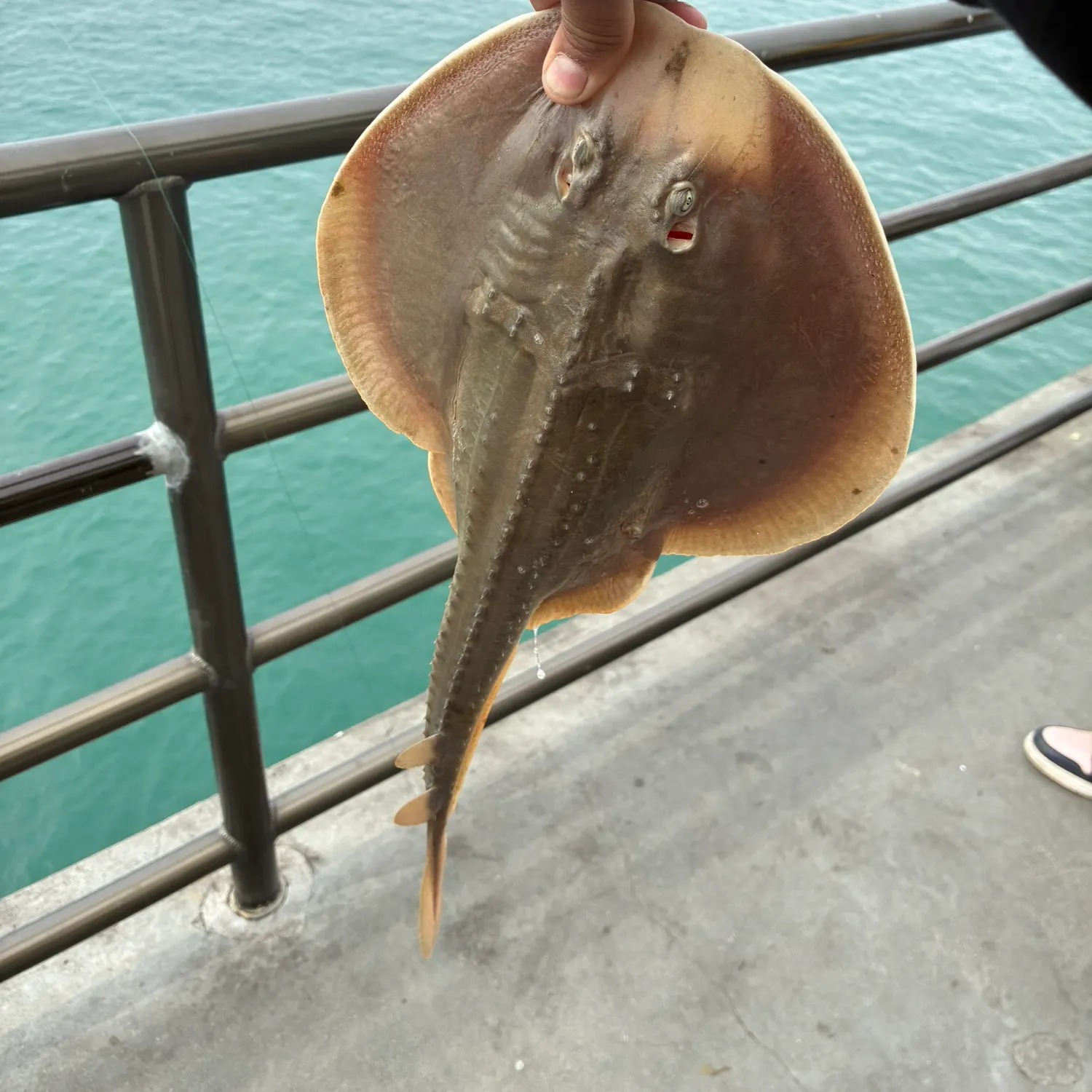 The most recent Starry ray catches on Fishbrain