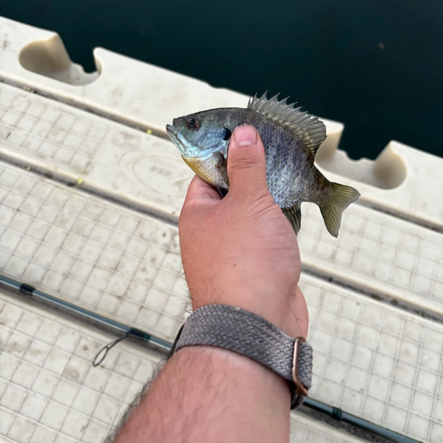 Bluegill caught on Fishbrain