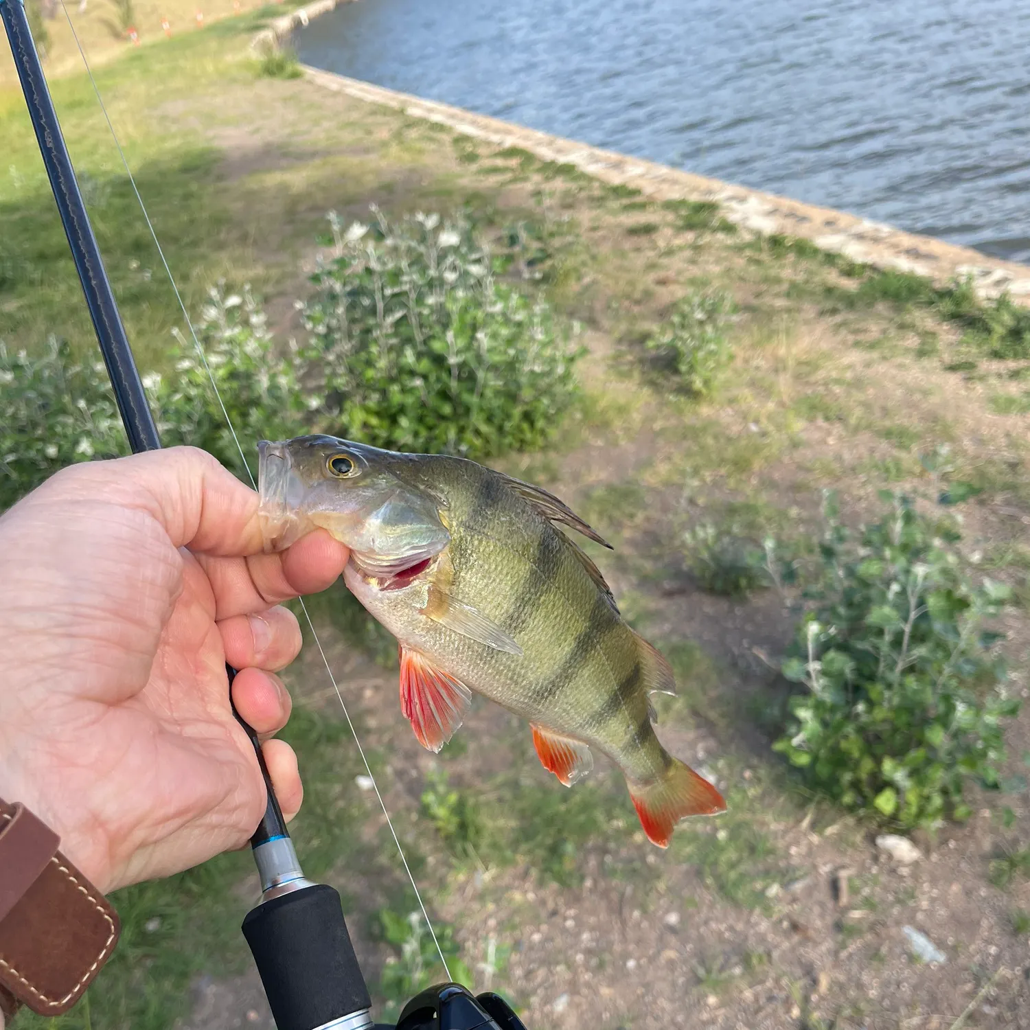 The most recent European perch catches on Fishbrain