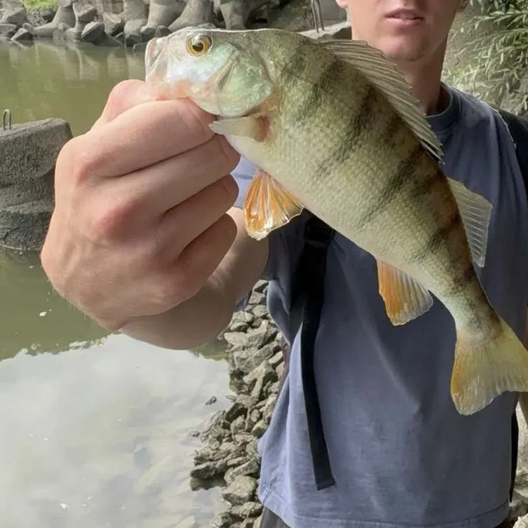 European perch caught on Fishbrain