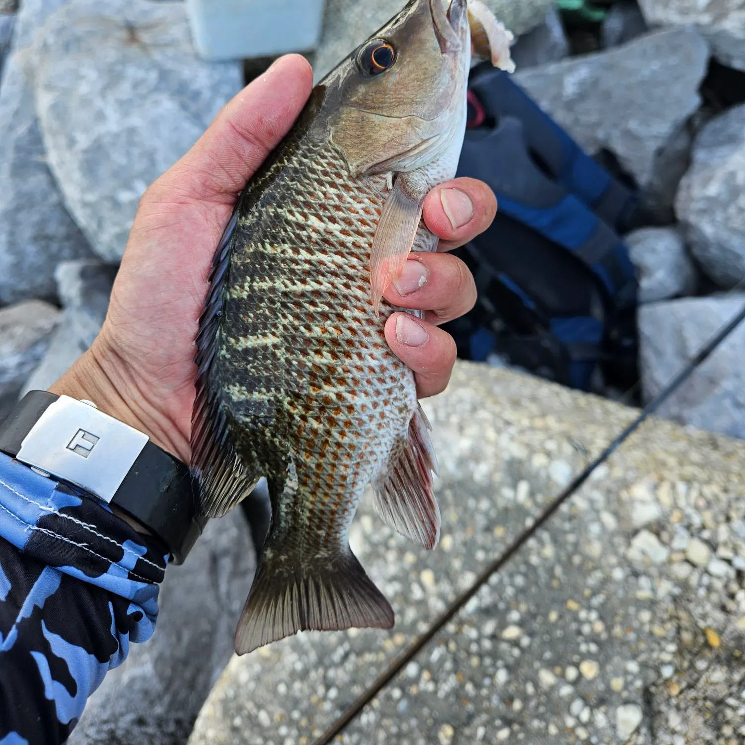 catch
