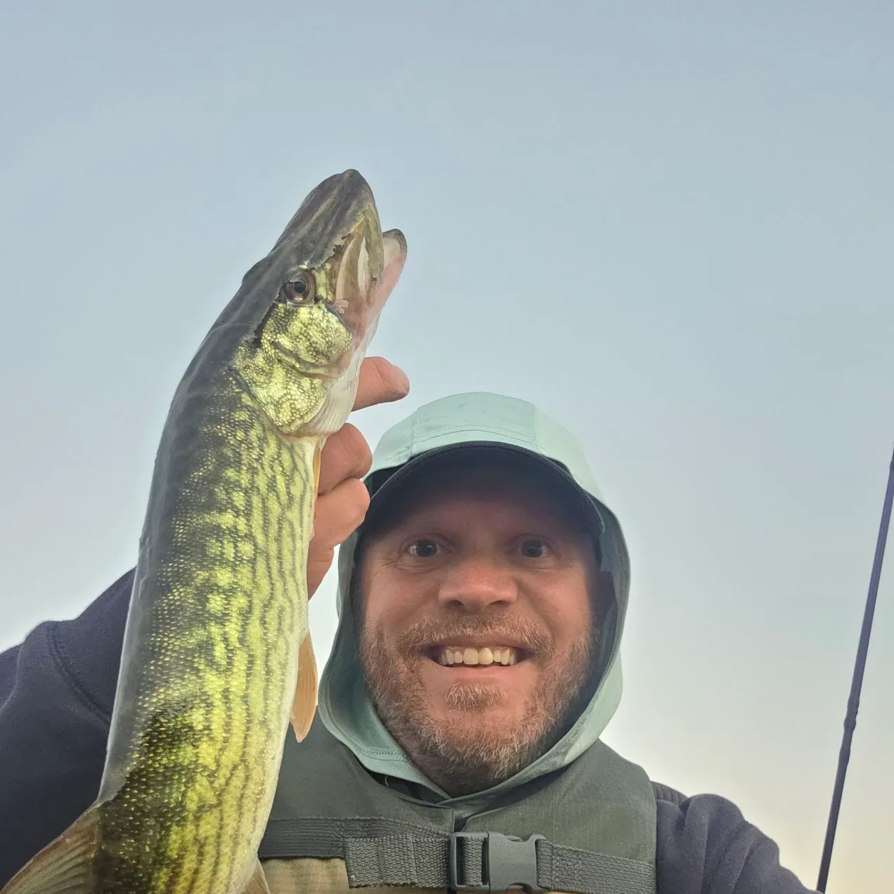 Chain pickerel caught on Fishbrain